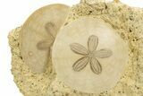 Two Fossil Sand Dollars (Scutella) - France #317751-1